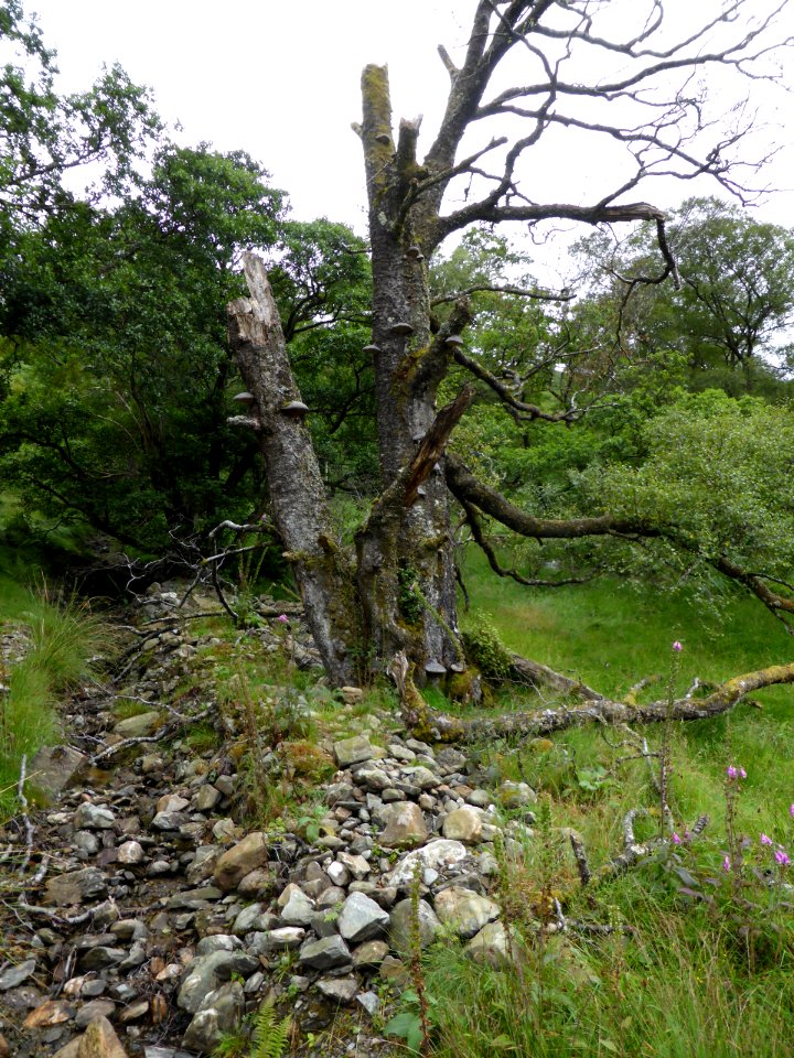 Inverarnan-Tyndrum-1