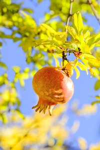 Fruit tree antioxidant vitamins