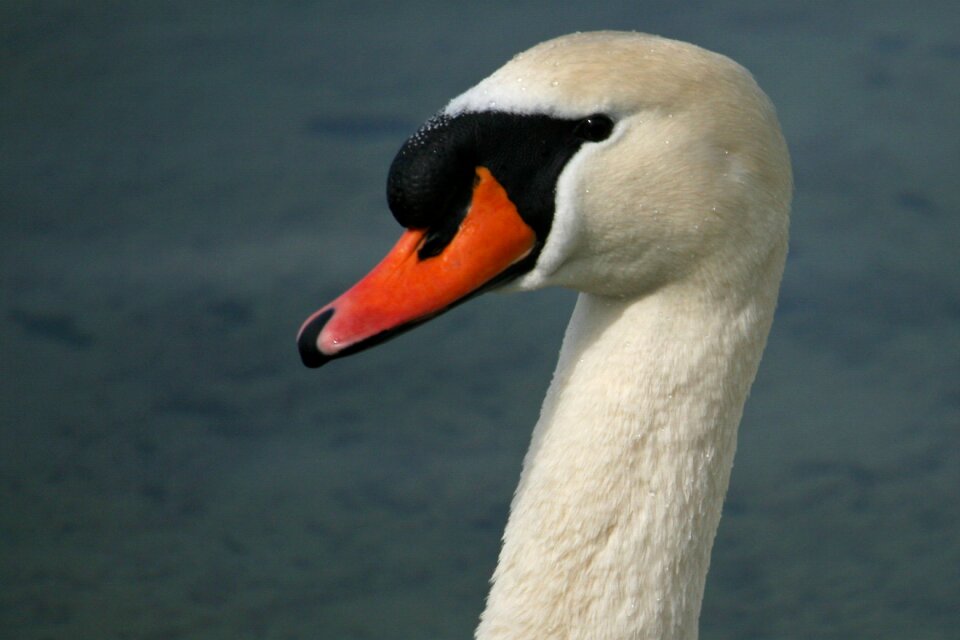 Water bird white lake