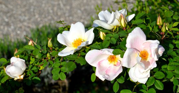 Pink rosebush flower