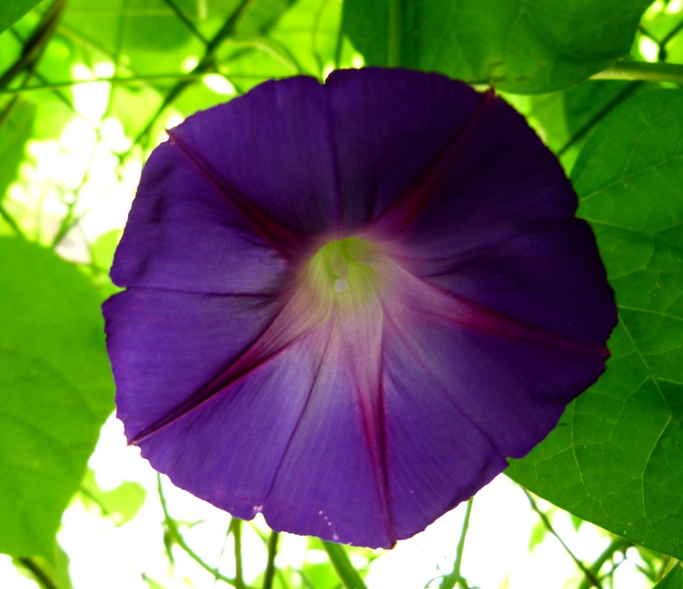 Ipomoea purpurea "Star of Yalta"