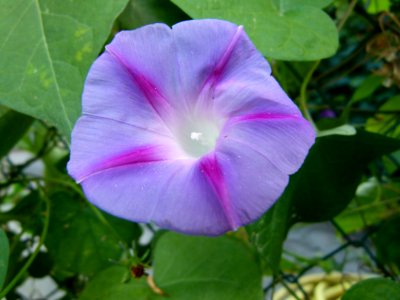 Ipomoea purpurea Star of Yalta 03