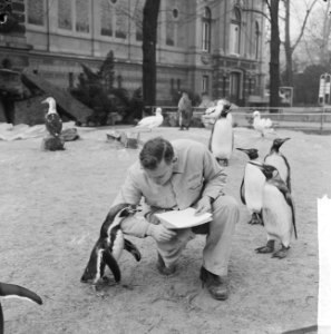 Inventarissen in Artis, een van de verzorgers bij de pinguins, Bestanddeelnr 915-8891