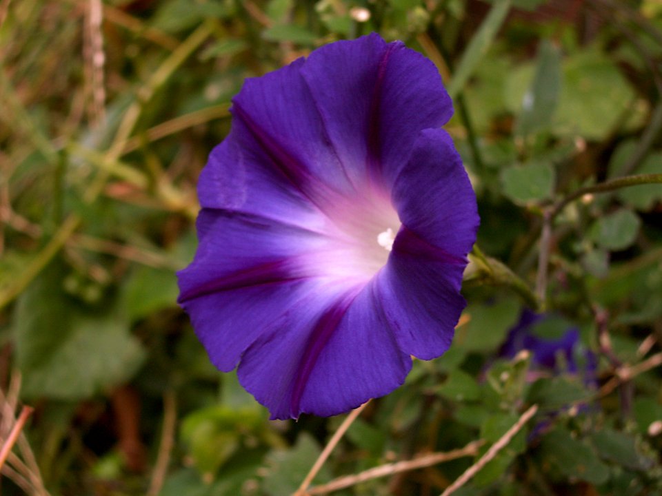 Ipomoea purpurea, deep violet, 2020-10-12, Beechview, 01