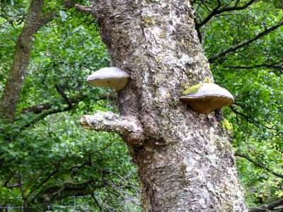 Inverarnan-Tyndrum-2-Polypore