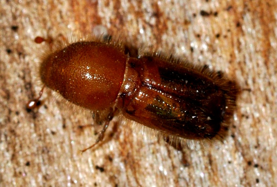 Ips-typographus-02-fws