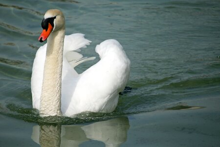 Water bird white lake photo