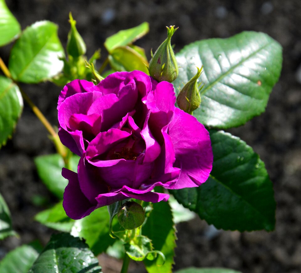 Rosebush pink garden