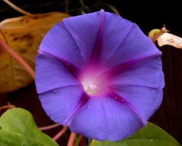 Ipomoea purpurea, purple, 2020-10-12, Beechview, 01