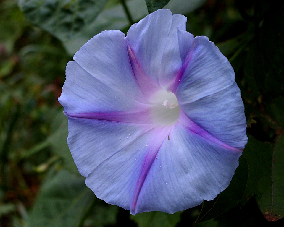 Ipomoea purpurea, pale blue, 2020-10-12, Beechview, 03