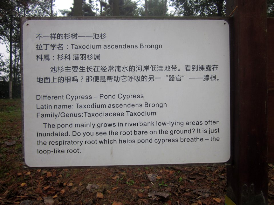 Introduction of Pond Cypress, Yanghu Wetland Park
