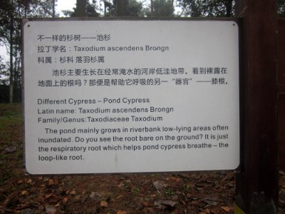 Introduction of Pond Cypress, Yanghu Wetland Park