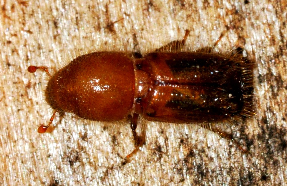 Ips-typographus-03-fws