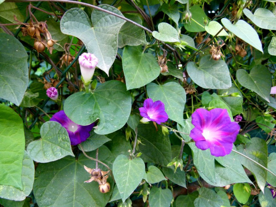 Ipomoea purpurea Star of Yalta 02