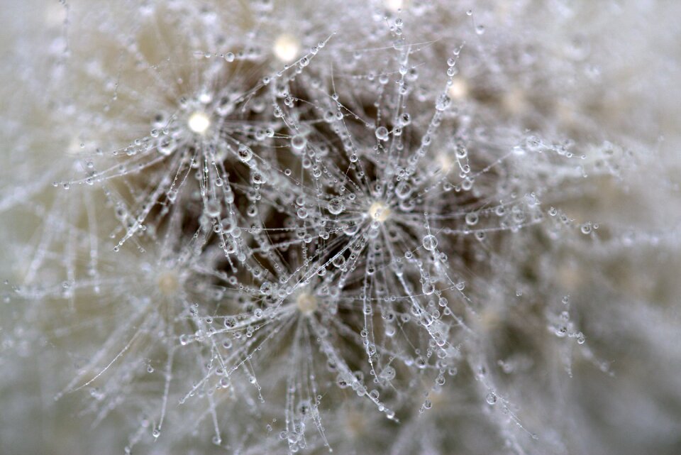 Macro plant water