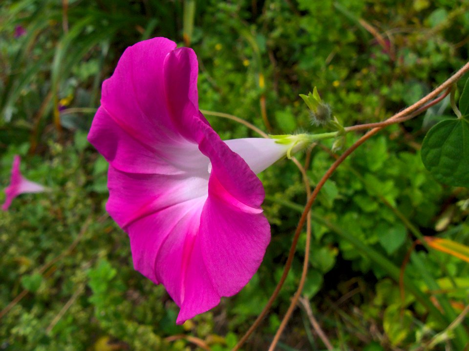 Ipomoea purpurea 2019-08-31 Beechview 01