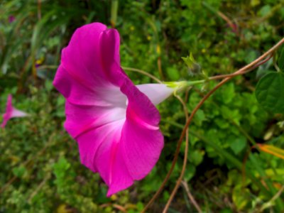 Ipomoea purpurea 2019-08-31 Beechview 01