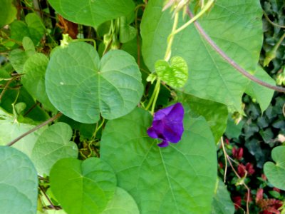 Ipomoea indica aux serres du Luxembourg