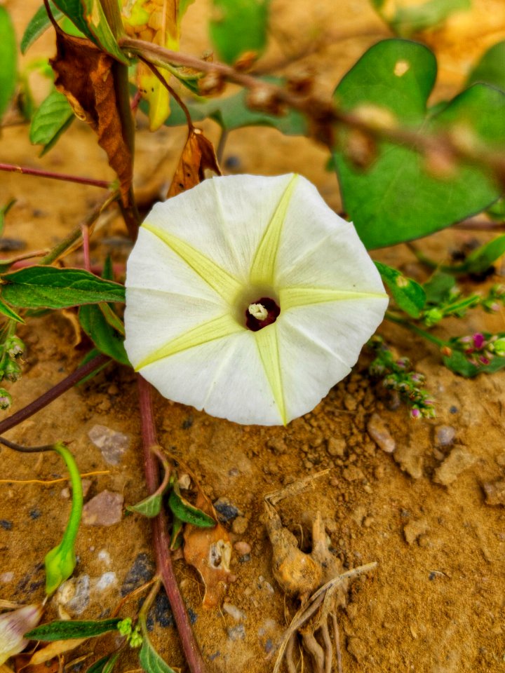 Ipomoea obscura, the obscure morning glory or small white morning glory 2