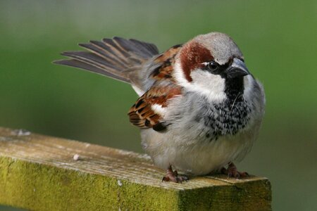 Songbird close up animal