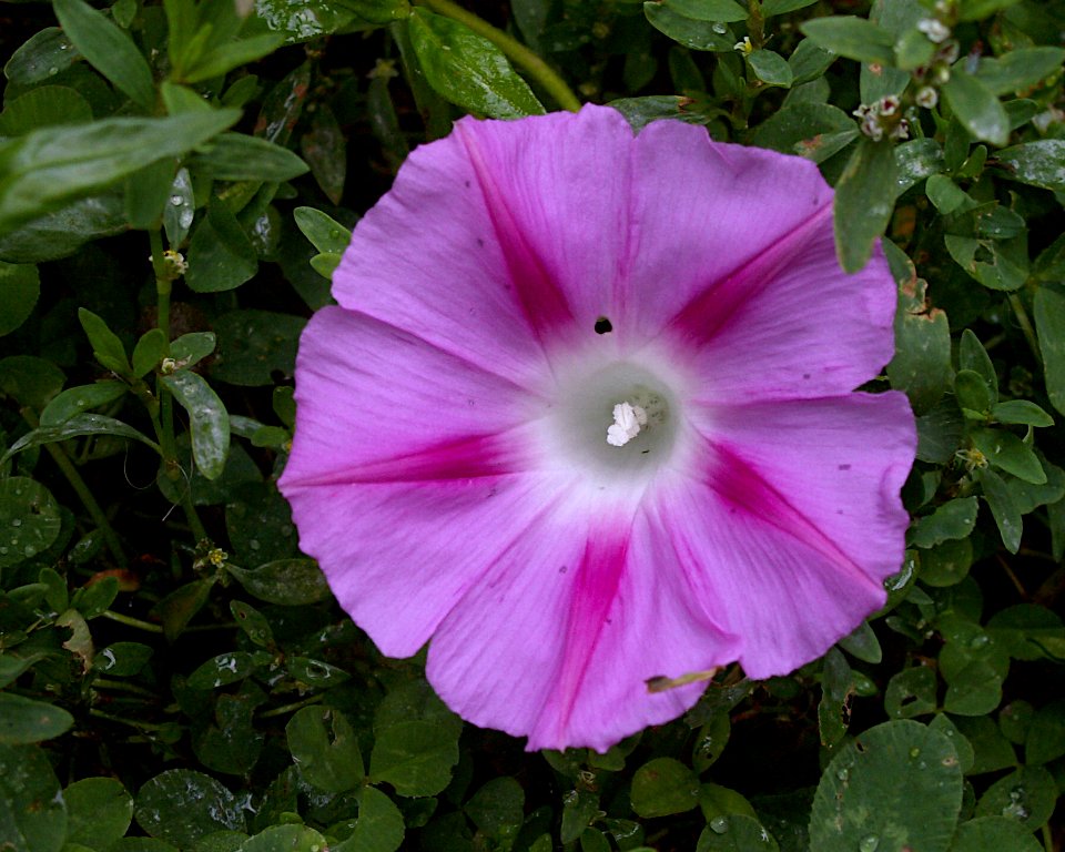 Ipomoea purpurea, pink, 2020-10-12, Beechview, 02