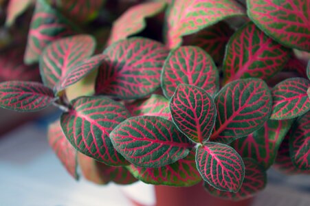 Plant-nerve foliage mottled