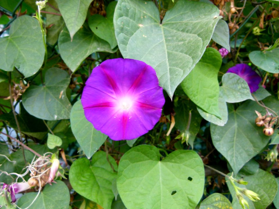 Ipomoea purpurea Star of Yalta 01