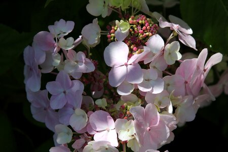 Bush pink bloom