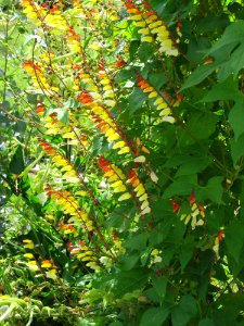Ipomoea lobata-Jardin des Plantes de Paris