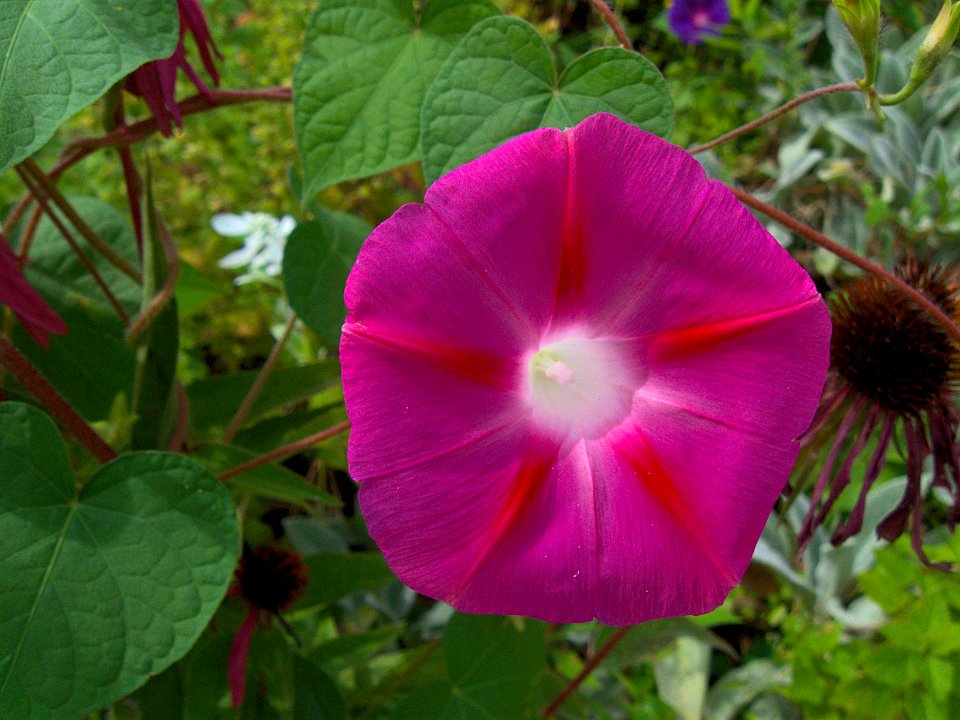 Ipomoea purpurea 2019-08-31 Beechview 04