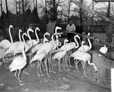 Inventarisatie in Artis, oppasser Roozendaal telt de flamingos, Bestanddeelnr 910-9021