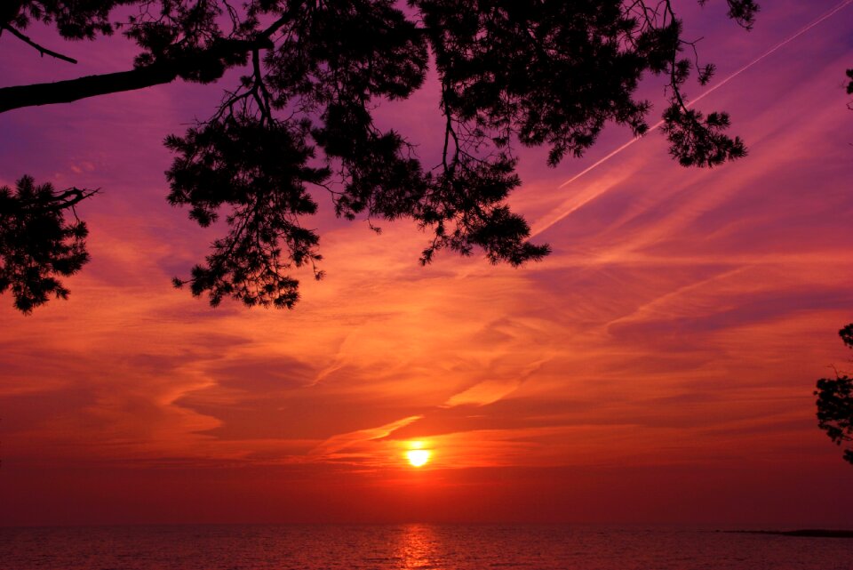 Orange sky purple sky tree