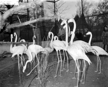 Inventarisatie in Artis, groep flamingos, Bestanddeelnr 910-9020