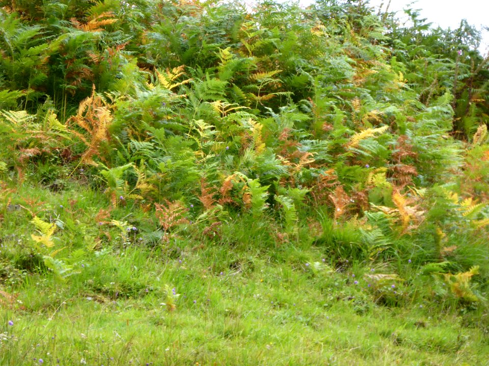 Inverarnan-Tyndrum-7