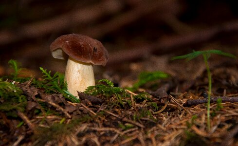 Mushrooms boletus edulis mushroom picking photo