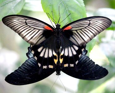 Nature insect reproduction