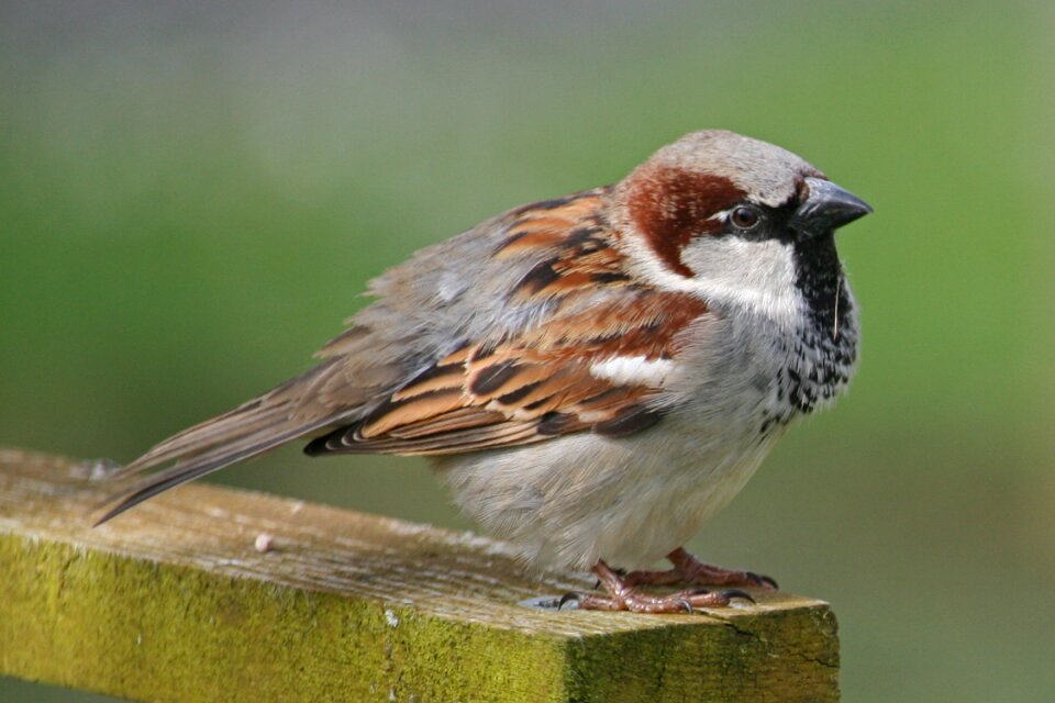 Songbird close up animal
