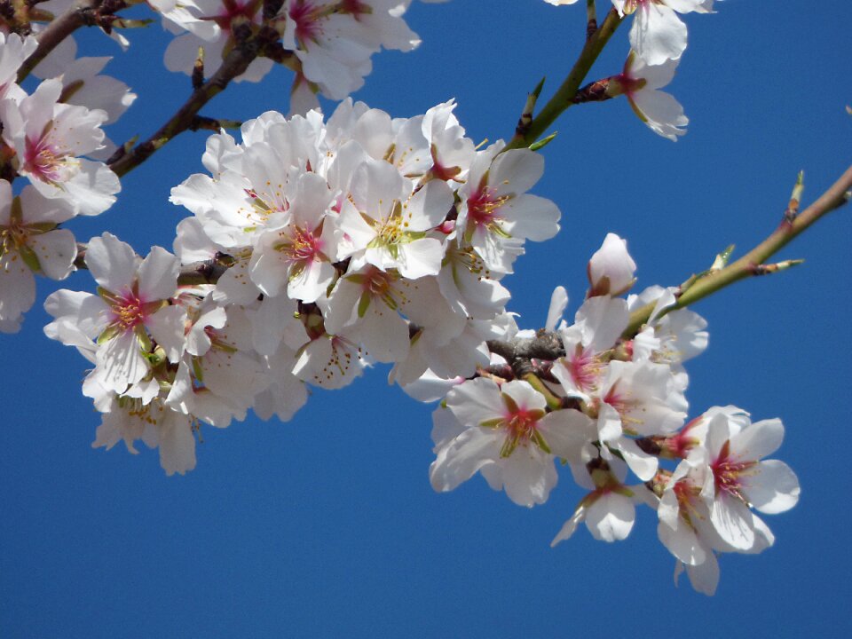 Flowery branch sky flowering
