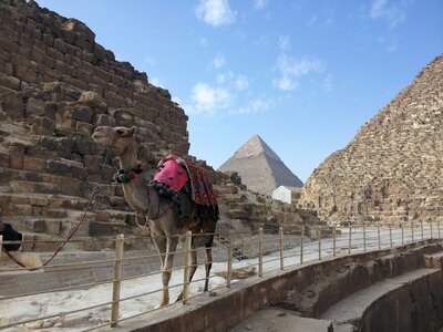Stone camel desert photo