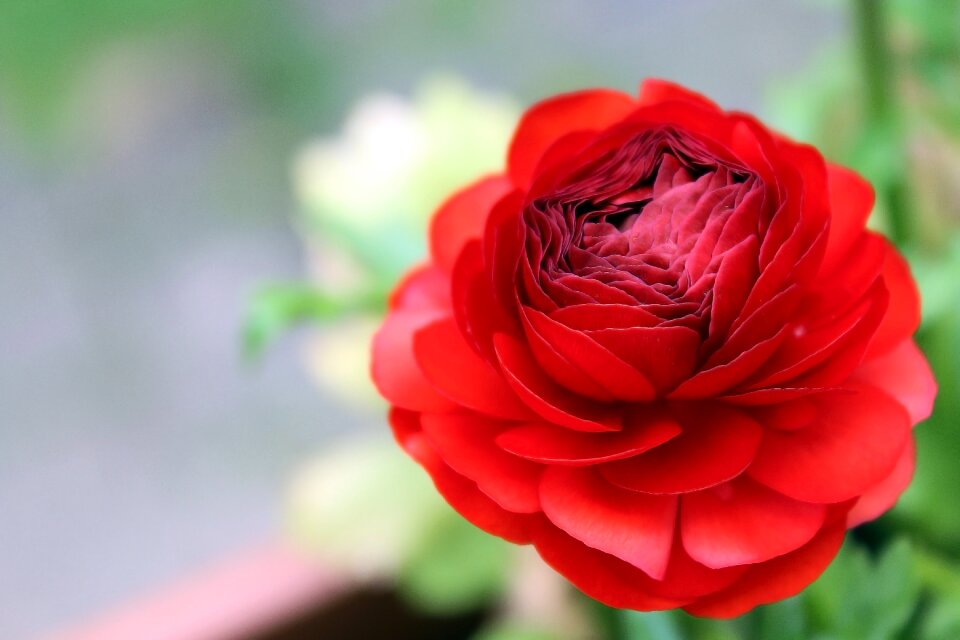 Red spring flower spring