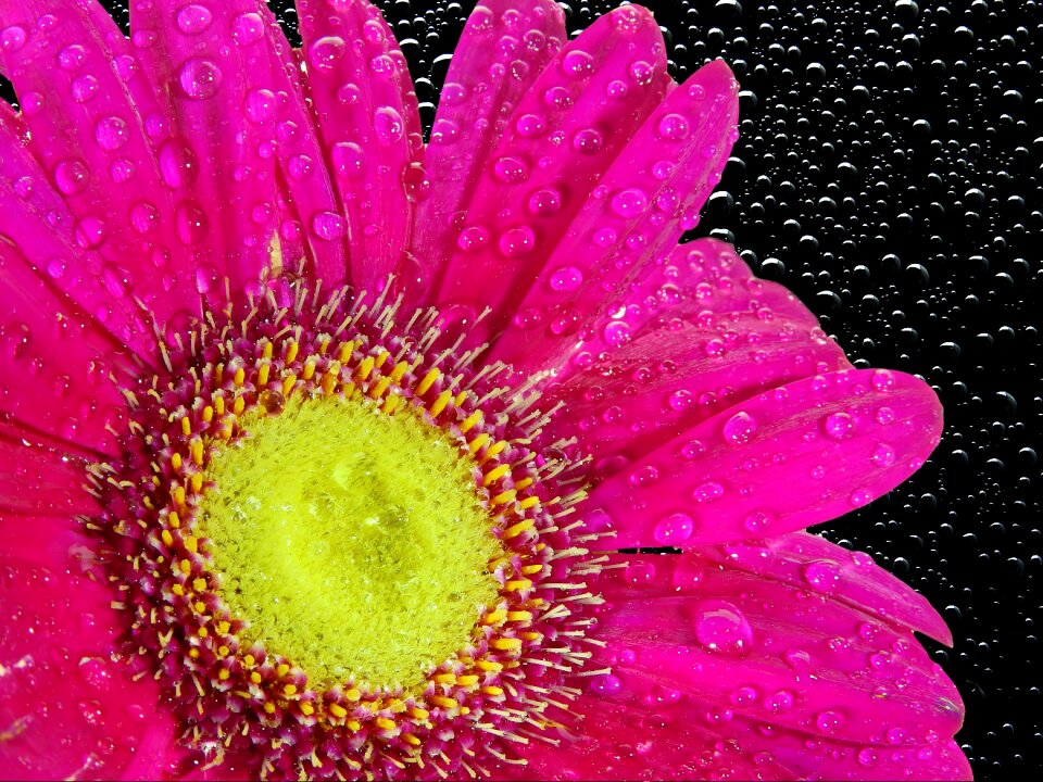 Chrysanthemum nature plant