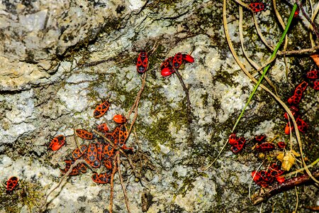 Insect pyrrhocore red thumbtack