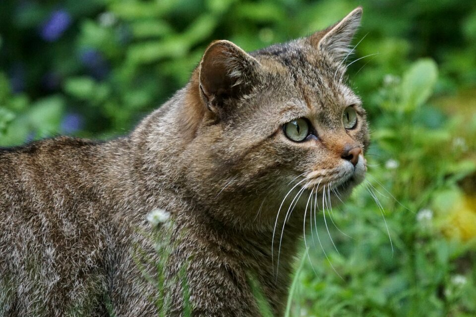 Protected mammal attention