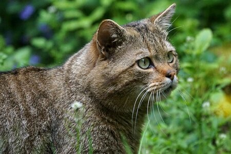 Protected mammal attention