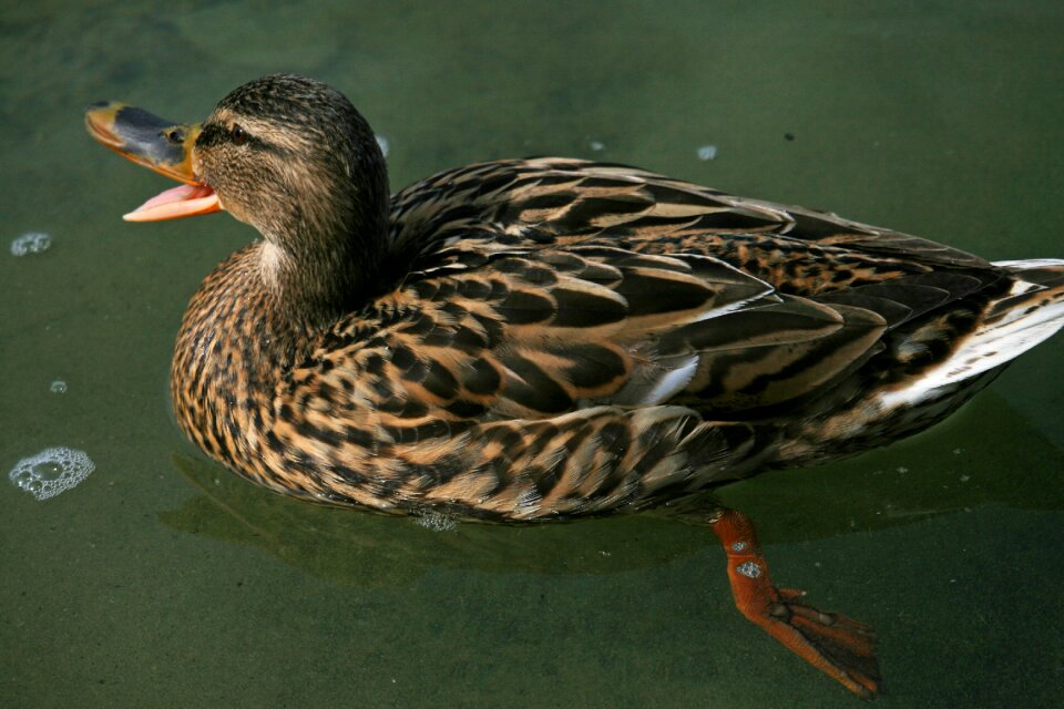 Brown water bird female
