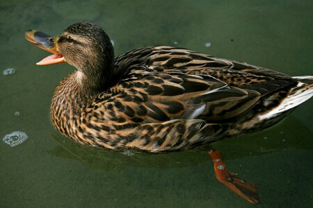 Brown water bird female