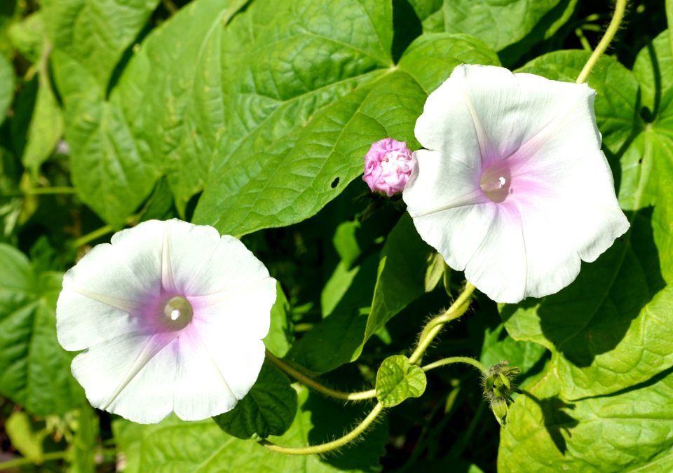 Ipomoea purpurea - Bergianska trädgården - Stockholm, Sweden - DSC00211