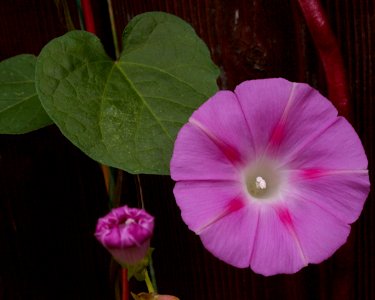 Ipomoea purpurea, pink, 2020-10-12, Beechview, 01