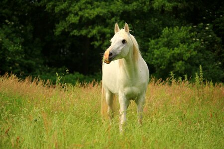 Thoroughbred arabian stallion horse head photo