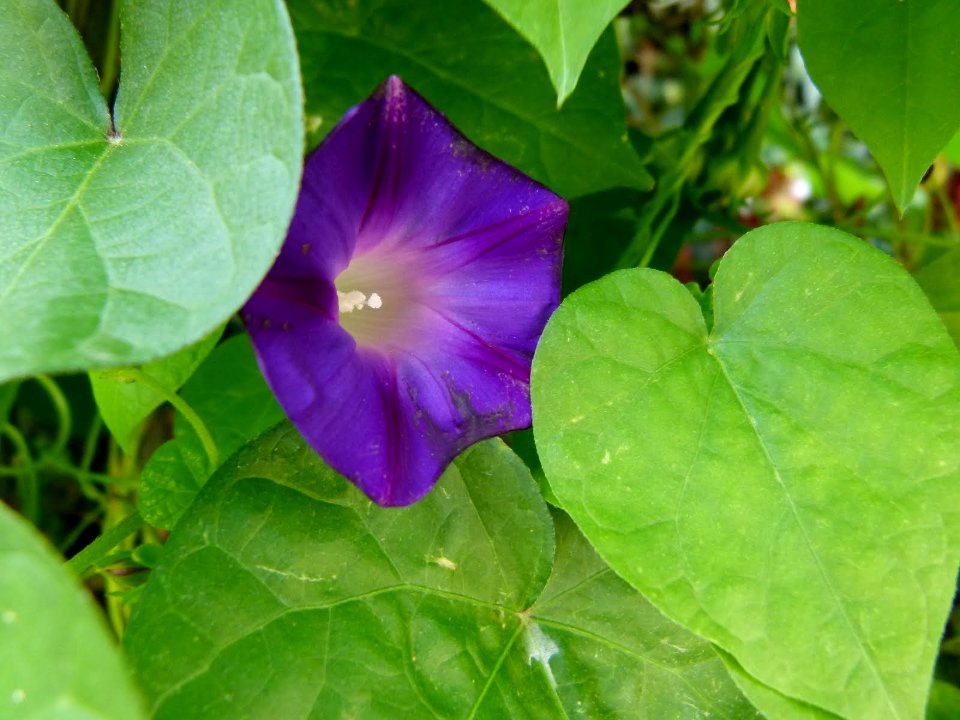 Ipomoea indica serres du Luxembourg